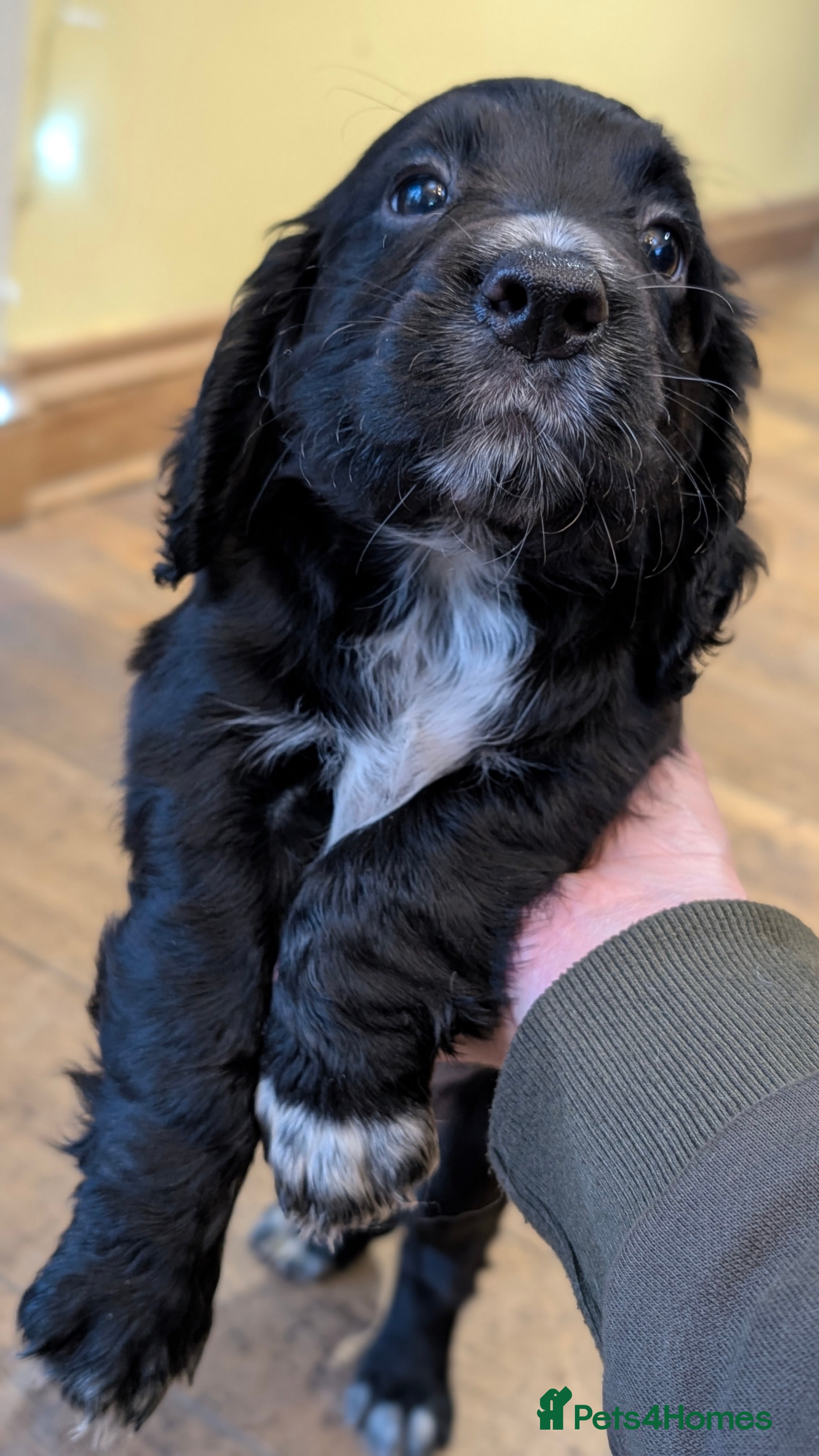 Cocker Spaniel dogs One black Working Cocker Spaniel female available - Advert 1
