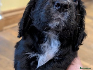 Cocker Spaniel dogs One black Working Cocker Spaniel female available - Advert 1