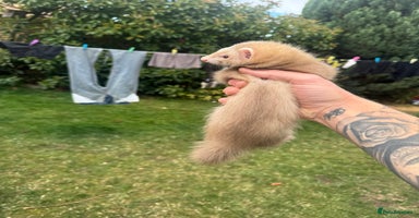 Ferret rodents - Advert 2