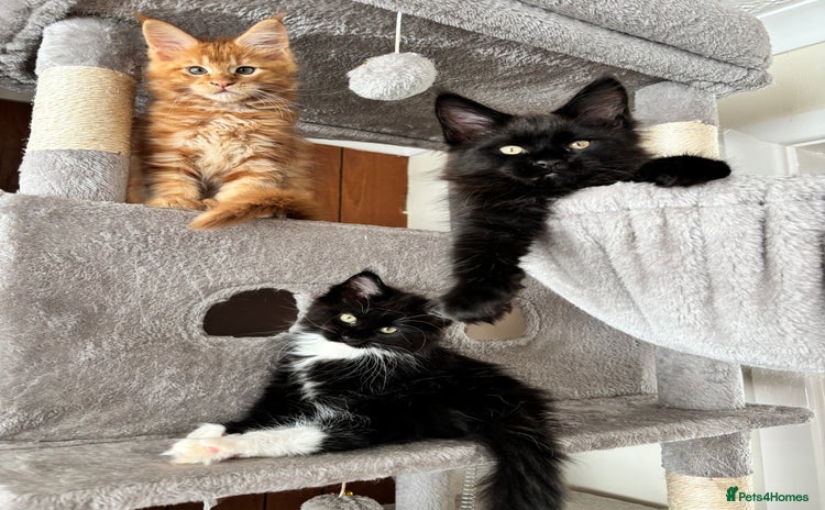 Maine Coon cats - Advert 9