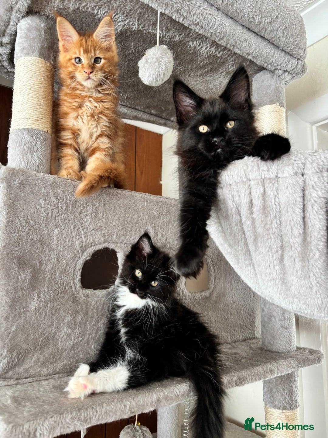 Maine Coon cats for sale: Maine coon - Image 1