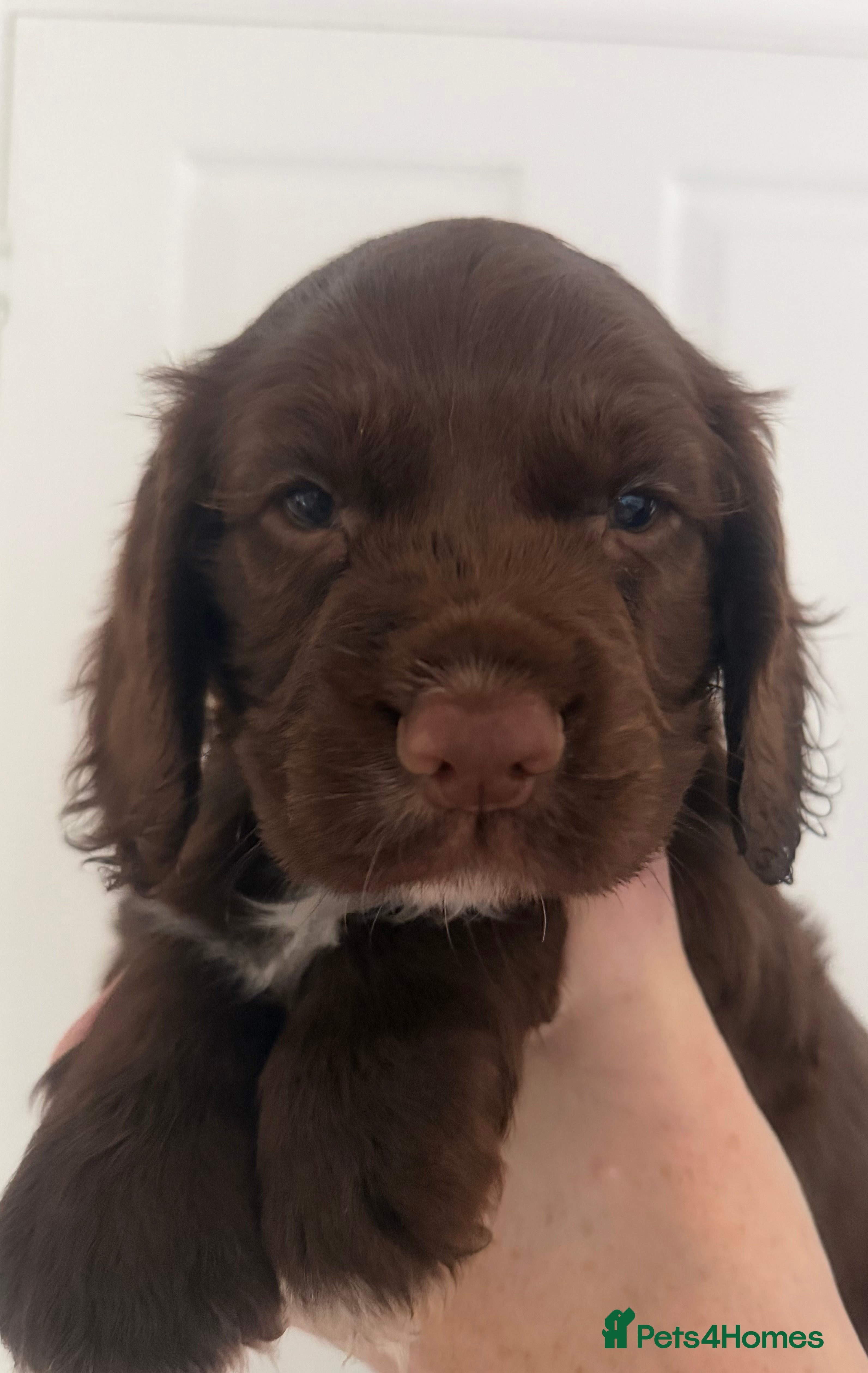 Cocker Spaniel dogs Beautiful chocolate and white cocker spaniels  - Advert 2