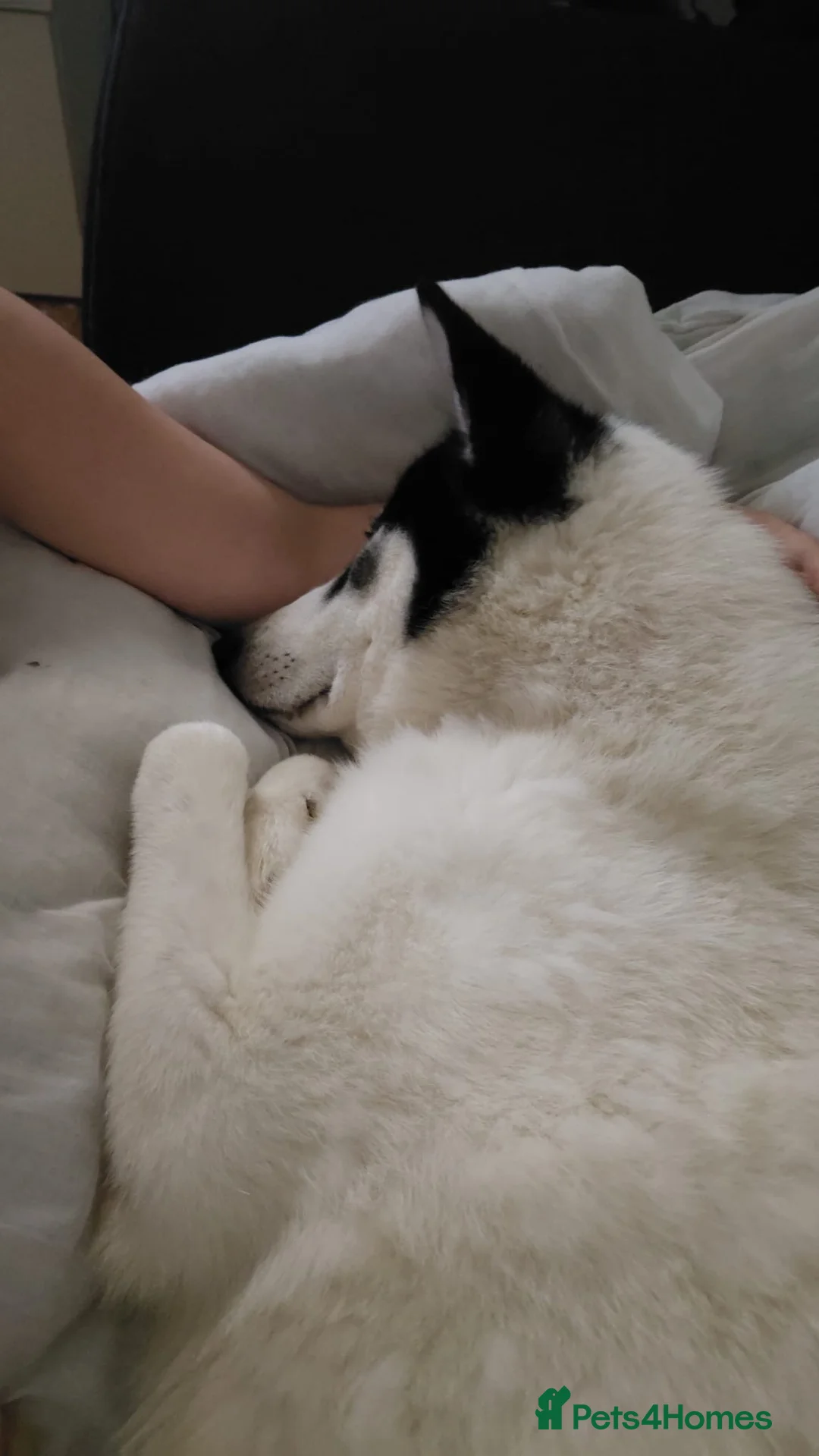 Siberian Husky dogs for sale: Siberian husky  in Glasgow - Advert 2
