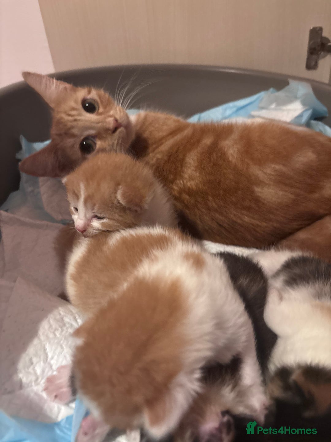 Domestic Shorthair cats for sale: 5 Gorgeous Kittens -  ready on the 7th January  - Advert 2