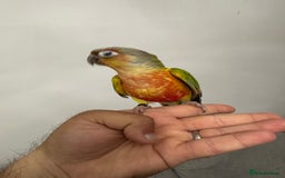 Parakeets birds for sale: Baby silly tame hand reared conures  - Image 2