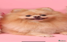 Pomeranian dogs for sale: Thick bear coat Pomeranian male - Image 2