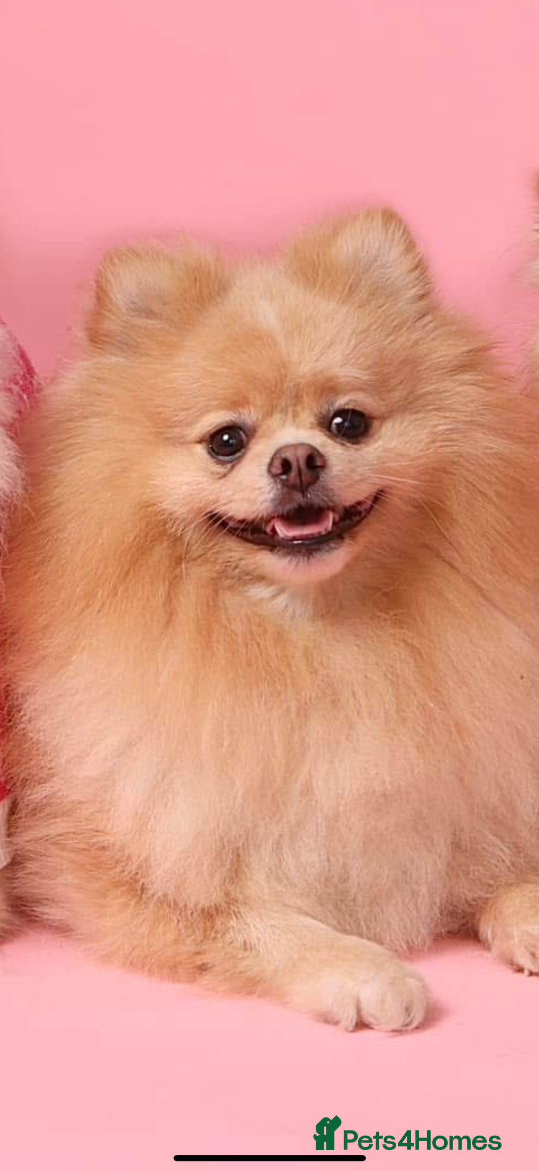 Pomeranian dogs for sale: Thick bear coat Pomeranian male - Image 2