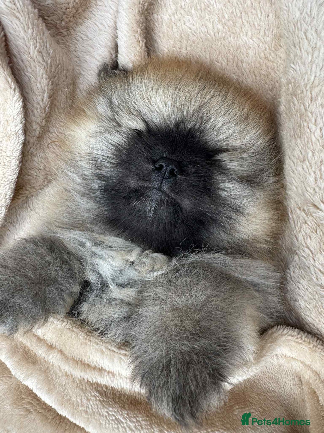 Pomeranian dogs for sale: Teddy bear pomeranians  - Image 2