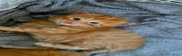 Mixed Breed cats for sale: Ginger male kittens - Advert 4