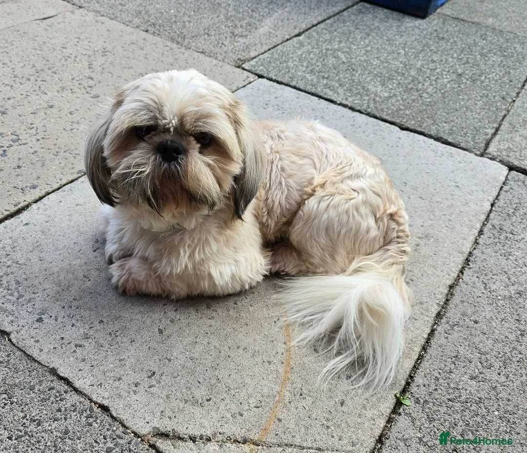 Shih Tzu dogs for sale: LOVELY CUTE SHIH TZU PUPPIES - Advert 21