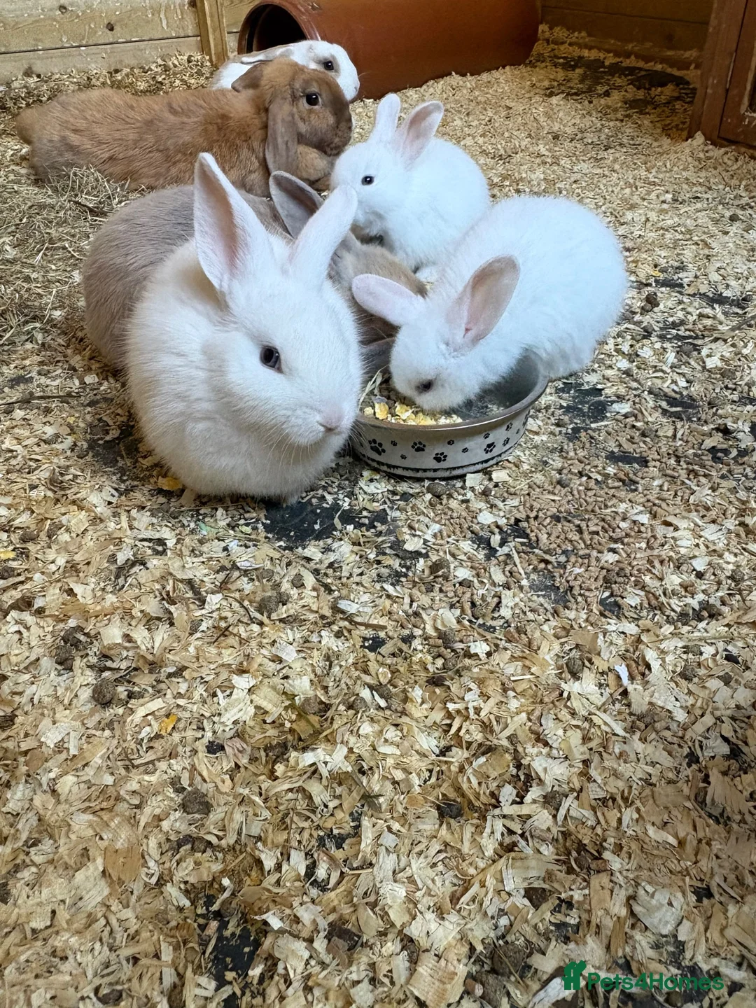 English Lop rabbits for sale: Lop x rabbits  in Bromyard - Advert 1