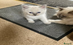 Ragdoll cats for sale: Ragdoll kitten READY NOW male and female £550 each - Image 7