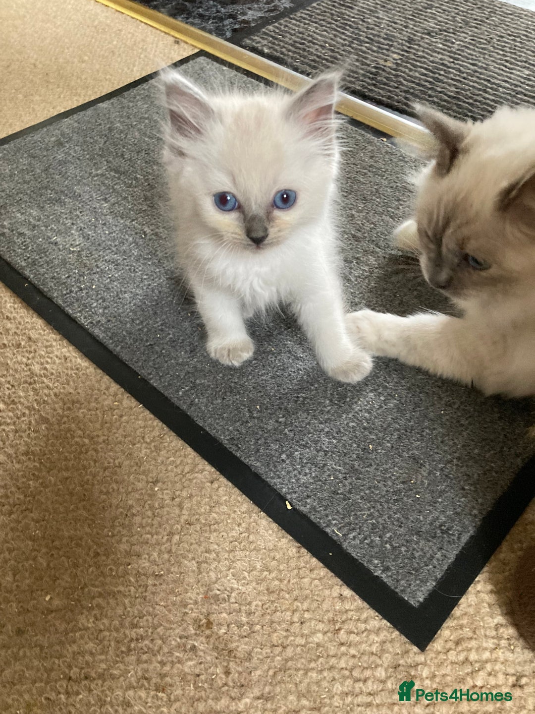 Ragdoll cats for sale: Ragdoll kitten READY NOW male and female £550 each - Image 7