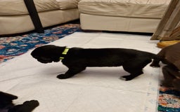 Mixed Breed dogs for sale: Dalmatian shepherd  - Image 12