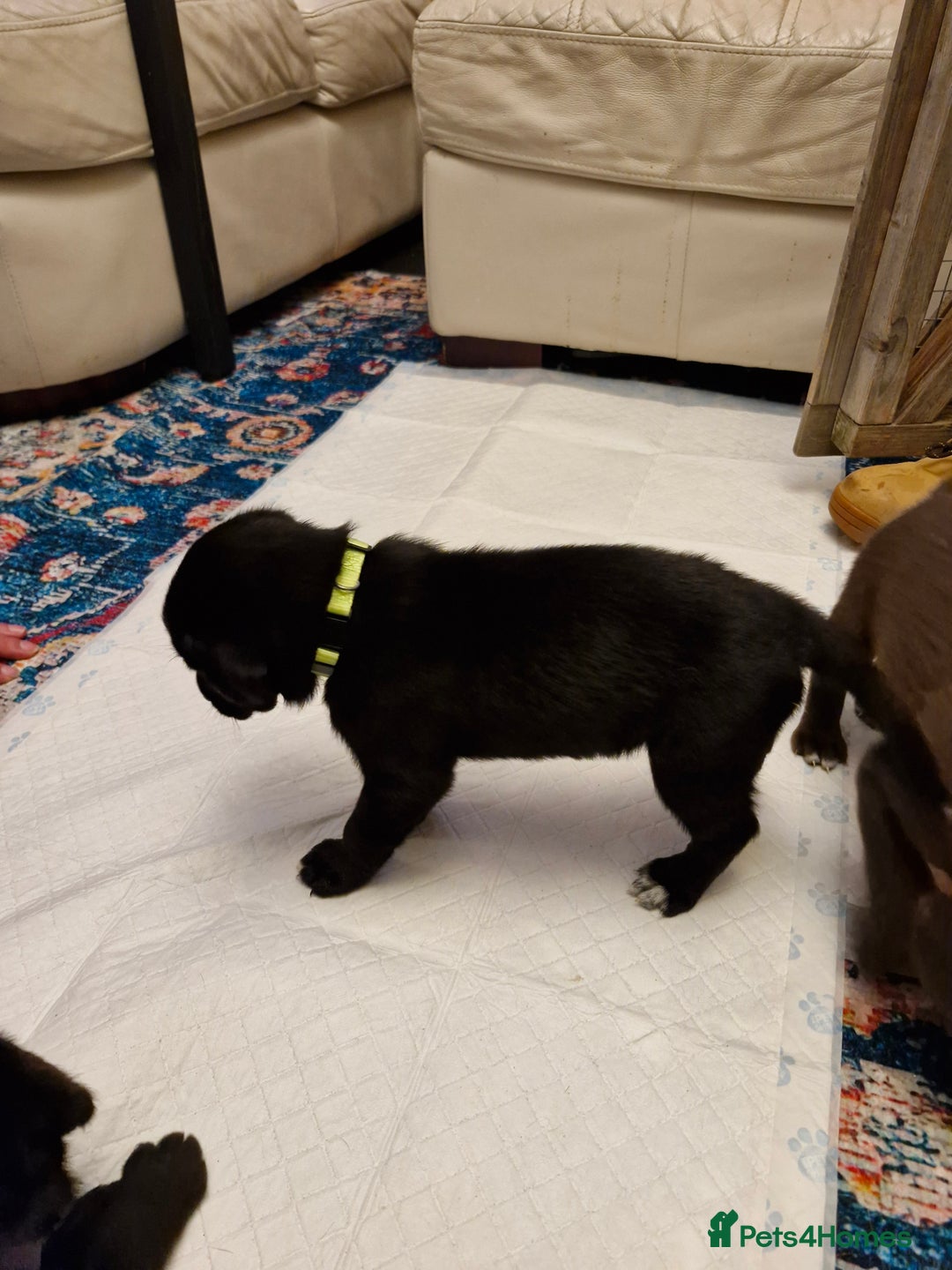 Mixed Breed dogs for sale: Dalmatian shepherd  - Image 12