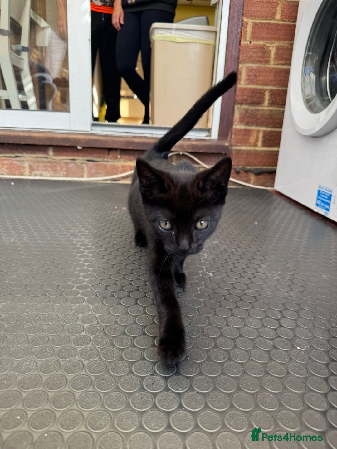 Domestic Shorthair cats for sale: Gorgeous kittens looking for lovely home - Image 6