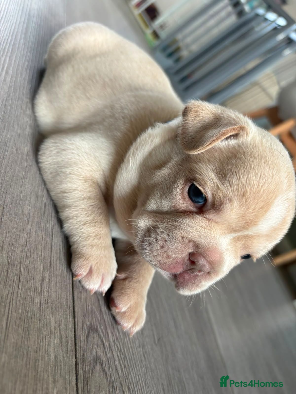 French Bulldog dogs French bulldog puppies, grey, cream and white - Advert 17