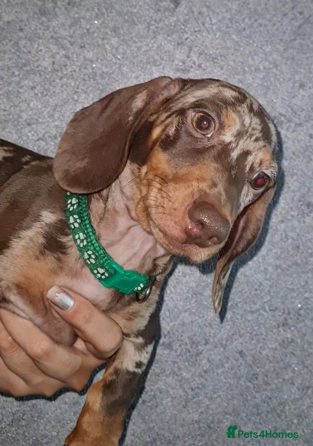 Miniature Dachshund dogs for sale: 🩵Beautiful Spotted Male Dachshund🩵 - Advert 1