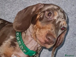 Miniature Dachshund dogs 🩵Beautiful Spotted Male Dachshund🩵 - Advert 3