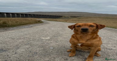 Labrador Retriever dogs KC Labrador puppies - Advert 9