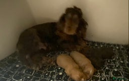 Cocker Spaniel dogs for sale: KC Registered Beautiful Cocker Spaniel Puppies  - Image 8