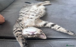Bengal cats for sale: Last Bengal boy looking for loving home!  - Image 2