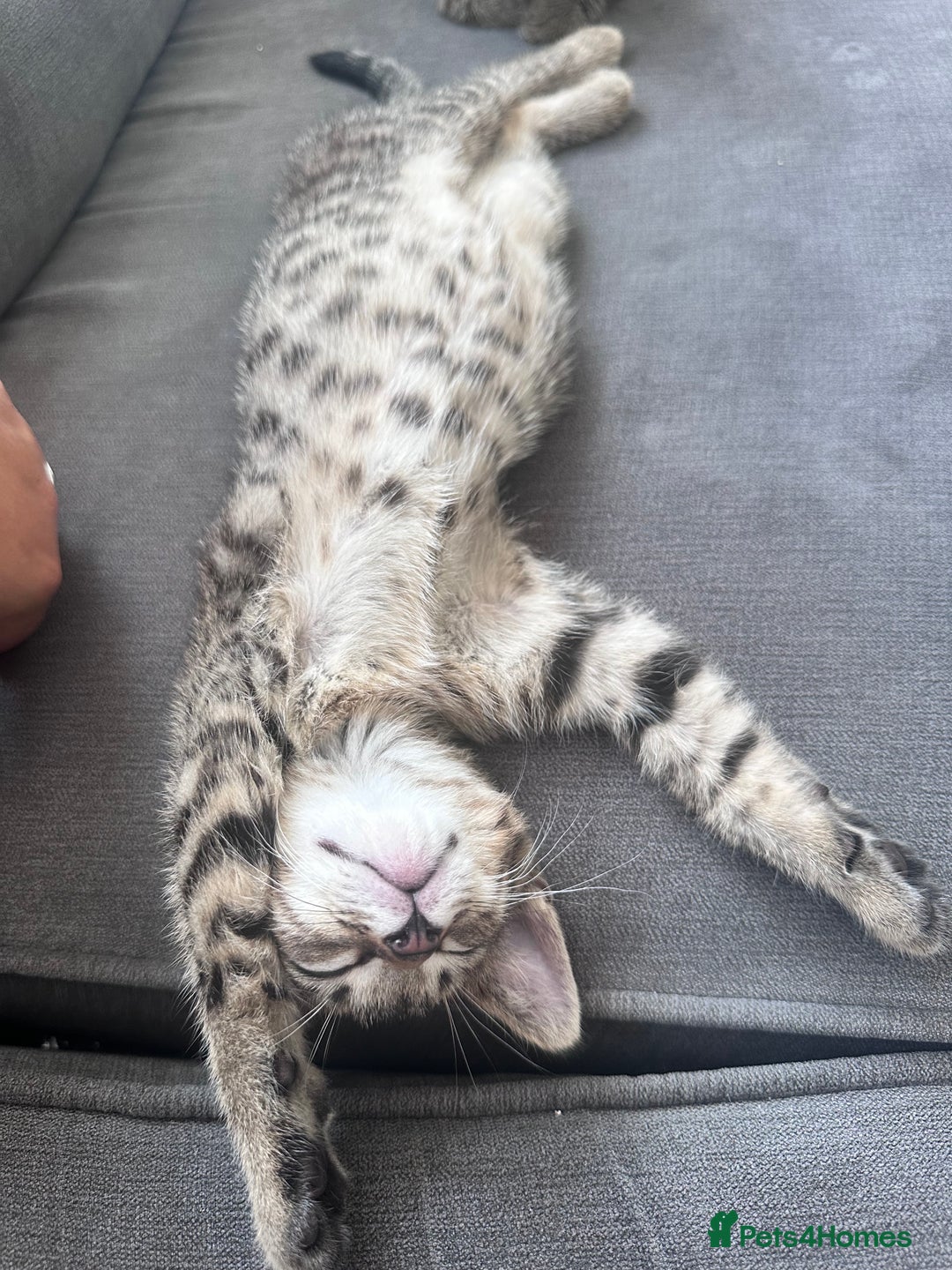 Bengal cats for sale: Last Bengal boy looking for loving home!  - Image 2