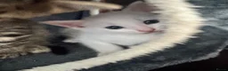 Mixed Breed cats for sale: 4 white kittens available soon  - Advert 8