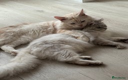 Maine Coon cats for sale: Perfect Maine Coon kittens from Shaded parents  - Image 11