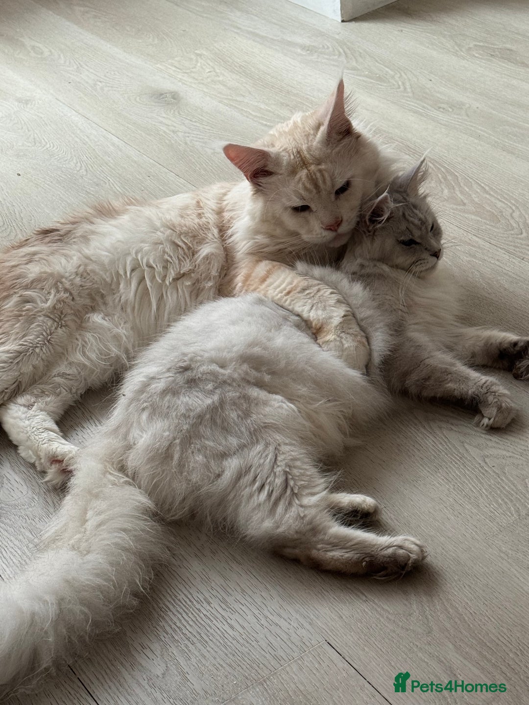 Maine Coon cats for sale: Perfect Maine Coon kittens from Shaded parents  - Image 11