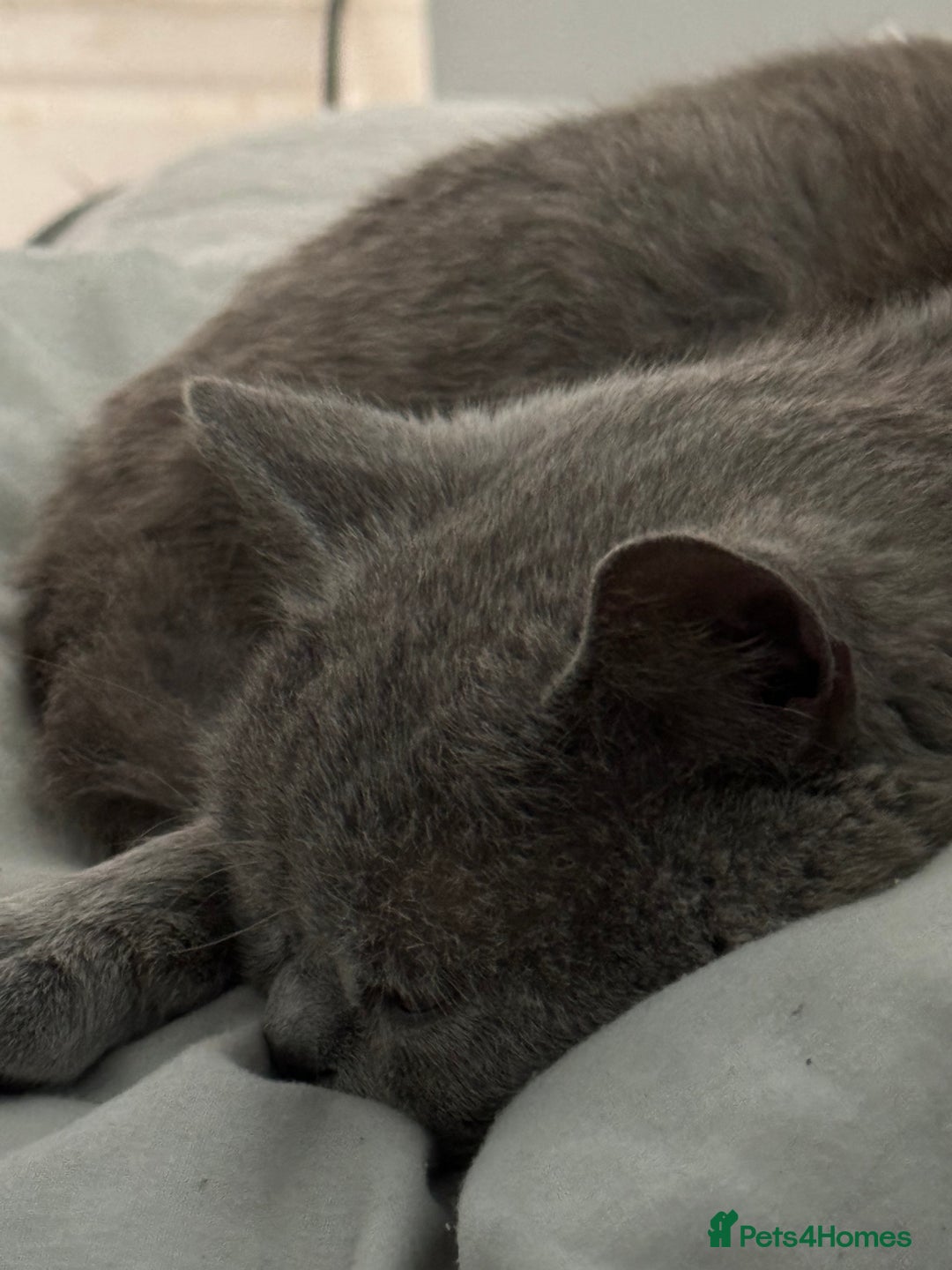British Shorthair cats for stud: British shorthair blue  in Lewes - Image 3