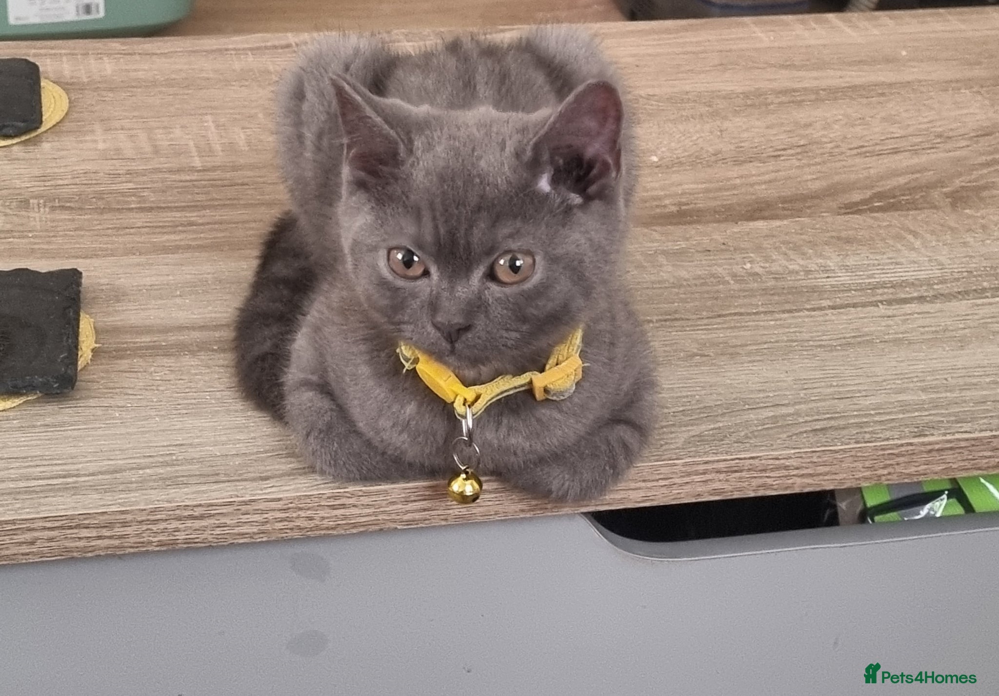 British Shorthair cats *PRICE REDUCED* ONLY 1 BOY  LEFT COLOURPOINT BSH - Advert 2