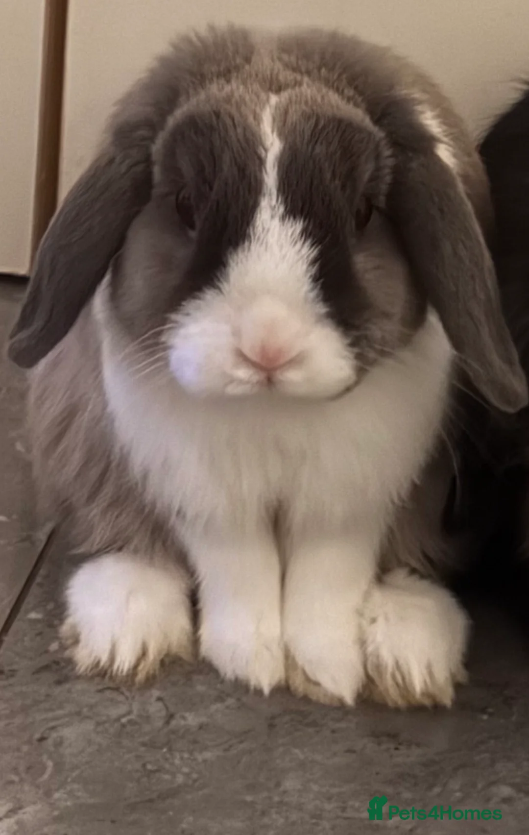 Mini Lop rabbits for sale: Mini Lop Male rabbit  - Advert 3