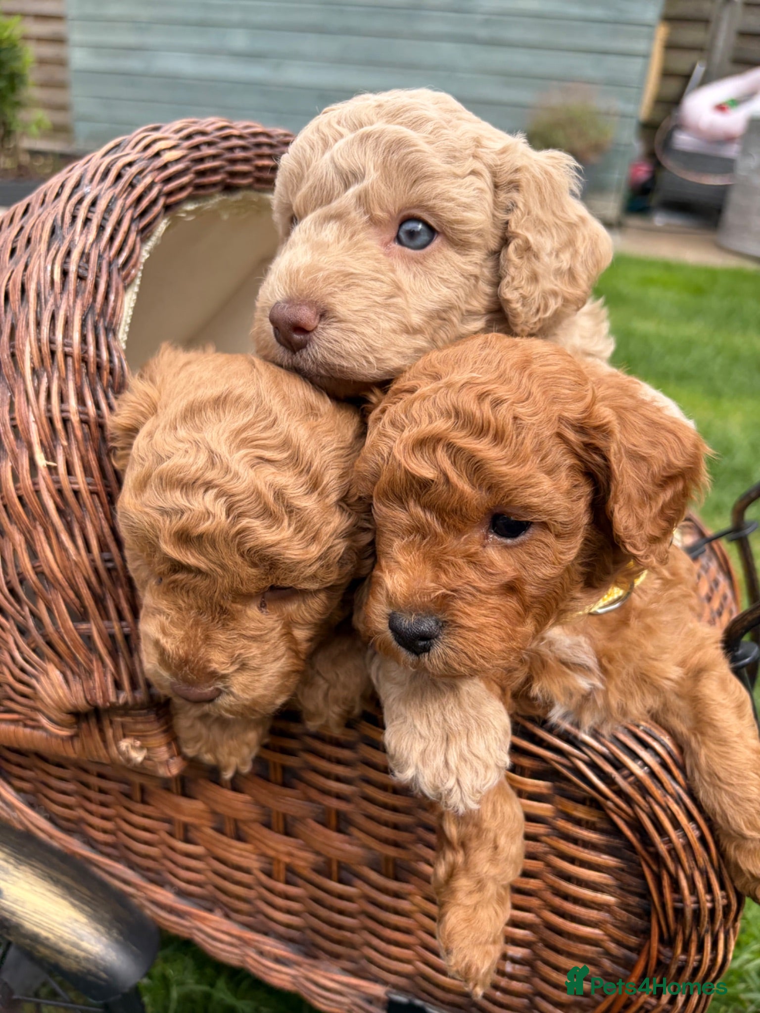 Cockapoo dogs Adorable f2 cockapoo - Advert 16