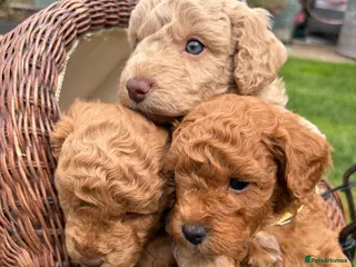 Cockapoo dogs Adorable f2 cockapoo - Advert 16