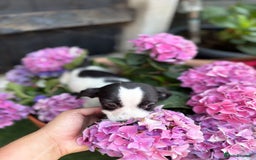 Jack Russell dogs for sale: 2 beautiful Jack Russell puppy girls left  - Image 6