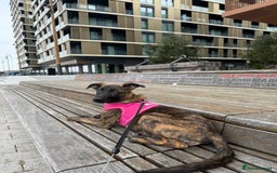 Mixed Breed dogs for sale: Kiwi German/lurcher - Advert 2