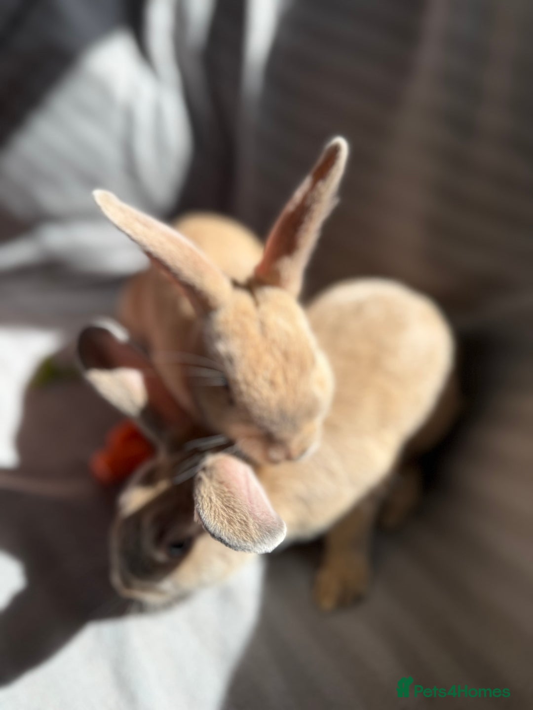 Mixed Breed rabbits for sale: 3 stunning Lop crossed with Double lion mane - Image 6
