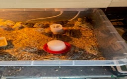 Quail poultry for sale: Jumbo Coturnix Japanese Quail chicks  - Image 2