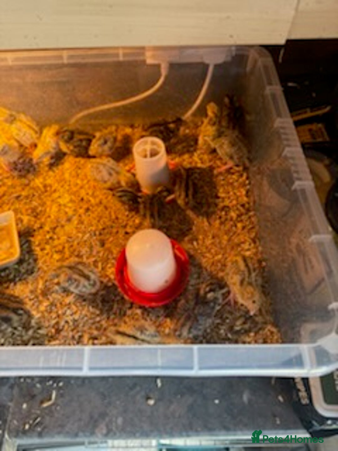Quail poultry for sale: Jumbo Coturnix Japanese Quail chicks  - Image 2