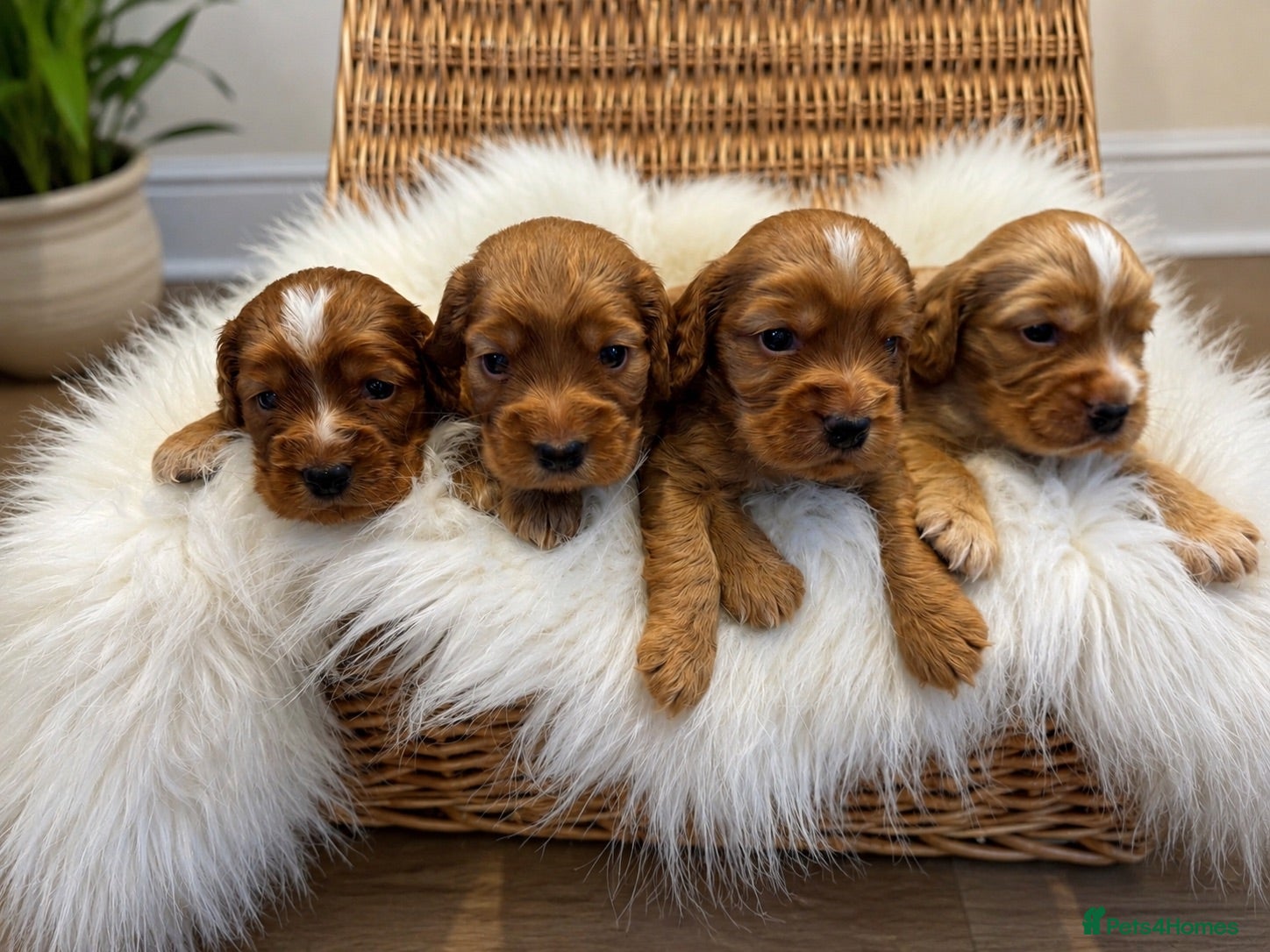 Cocker Spaniel dogs ✨EXCEPTIONAL SHOW COCKER SPANIELS✨ - Advert 3