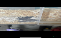 Hamster rodents for sale: Hamster  - Image 2
