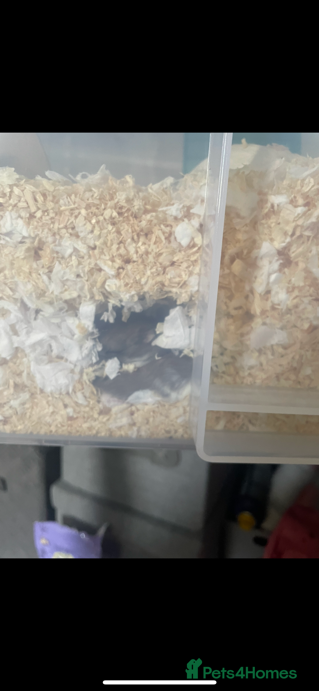 Hamster rodents for sale: Hamster  - Image 2
