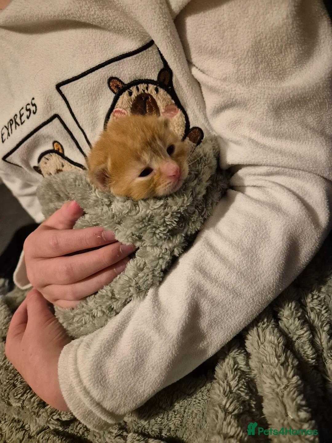 Mixed Breed cats for sale: 4 kittens - Advert 9