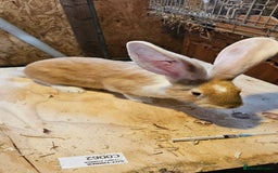 Continental Giant rabbits for sale: Continental Giants Merle - Image 12