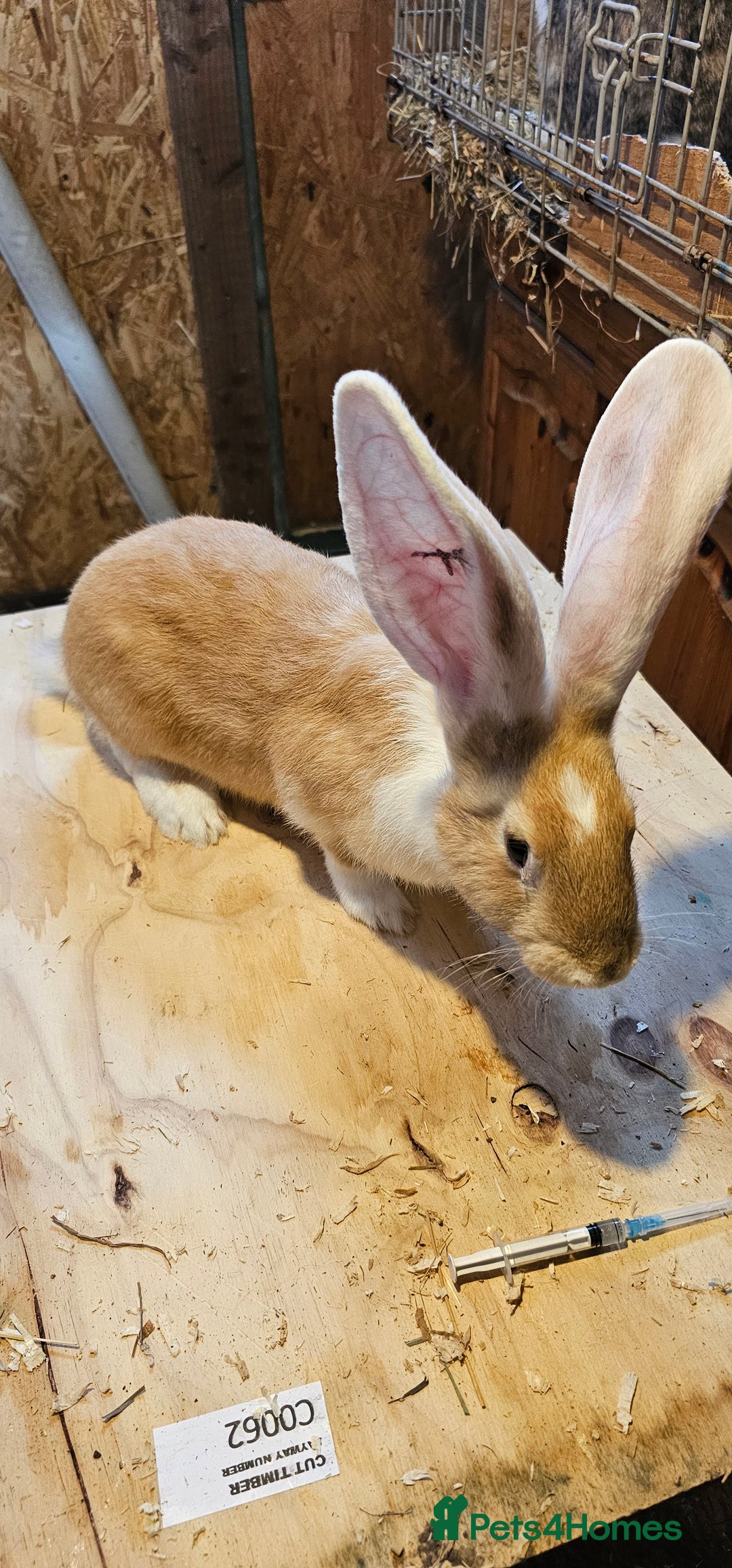 Continental Giant rabbits for sale: Continental Giants Merle - Image 12
