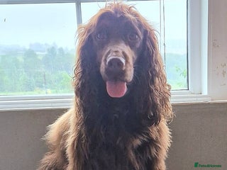 Cocker Spaniel dogs Cocker spaniel puppies - Advert 1