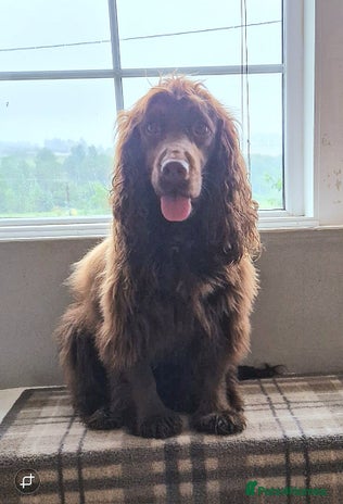 Cocker Spaniel dogs Cocker spaniel puppies - Advert 1