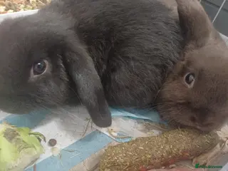 English Lop rabbits 2 male lop eared rabbits - Advert 3