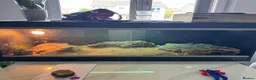 Bearded Dragon reptiles for sale: Friendly & tame bearded dragon  - Advert 7